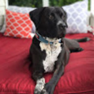 Meet your Posher, Tara